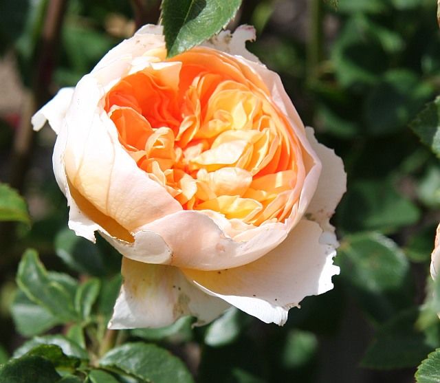  photo PortSunlightatfiloliIMG_2628_zps99337b4e.jpg